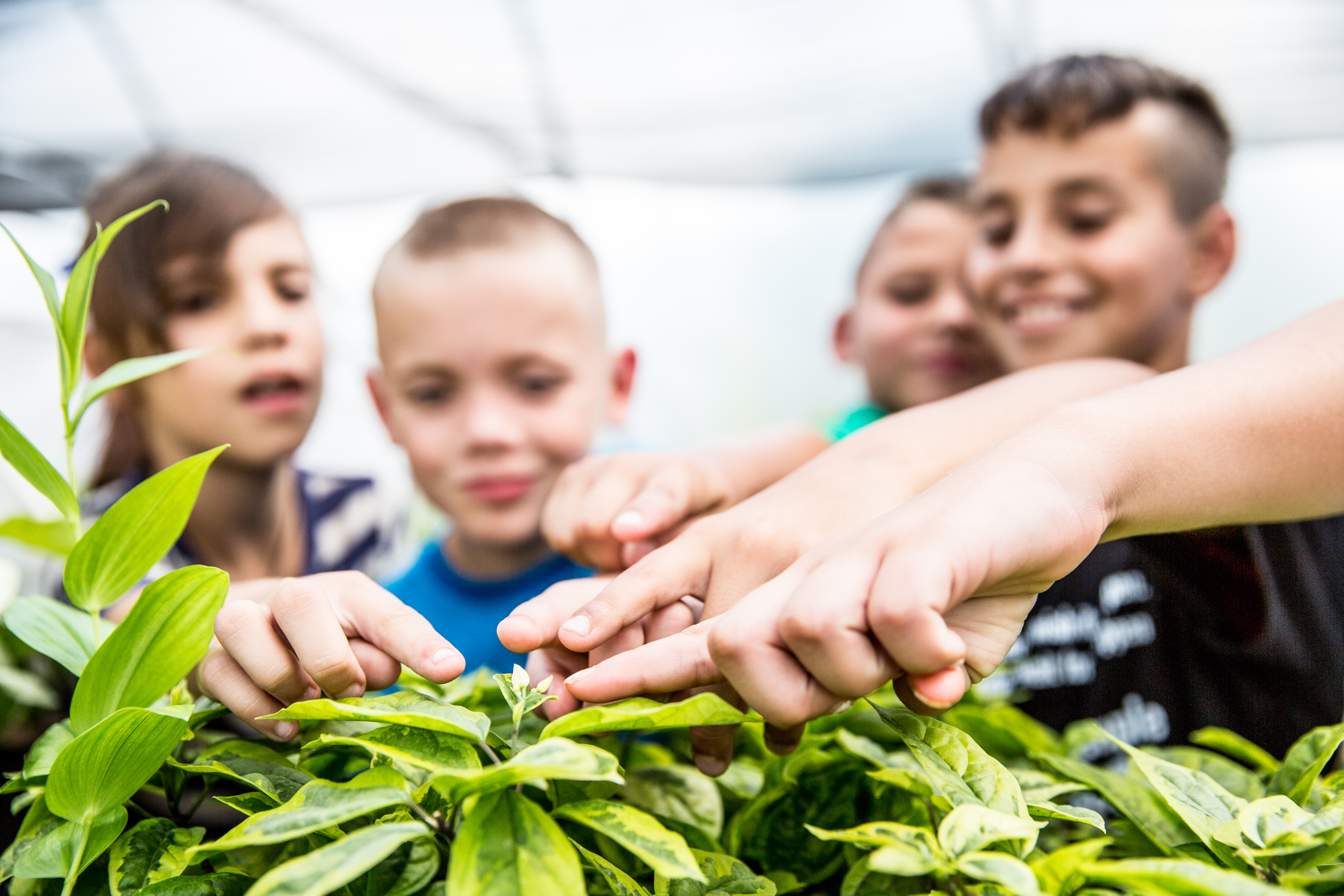 Youth looking at a plant