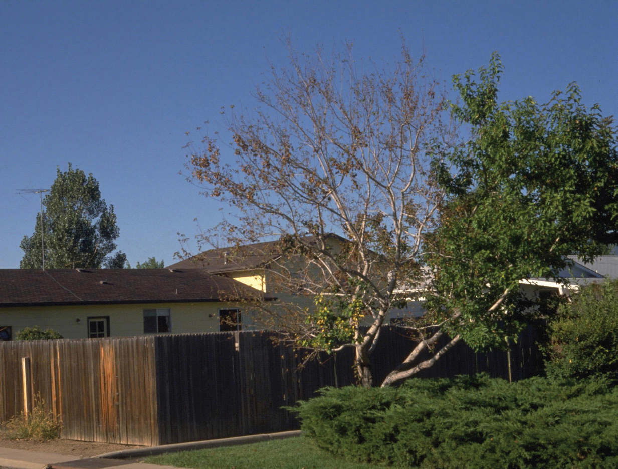 trees in front of fence