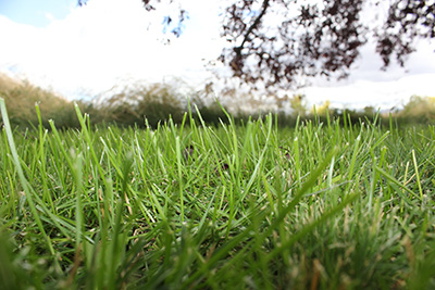 Close-up photo of a lawn, with sky and a tree in the background