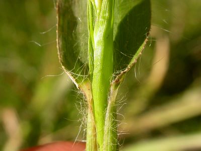 Grass stem and leaf.