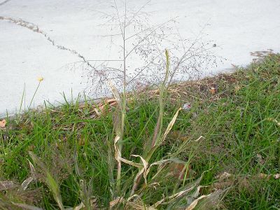 Grass growing in a lawn near a sidewalk.