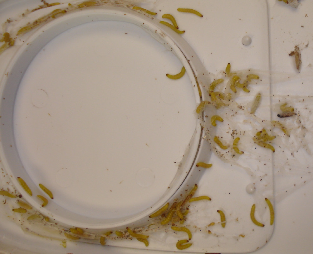 indian meal moth larvae