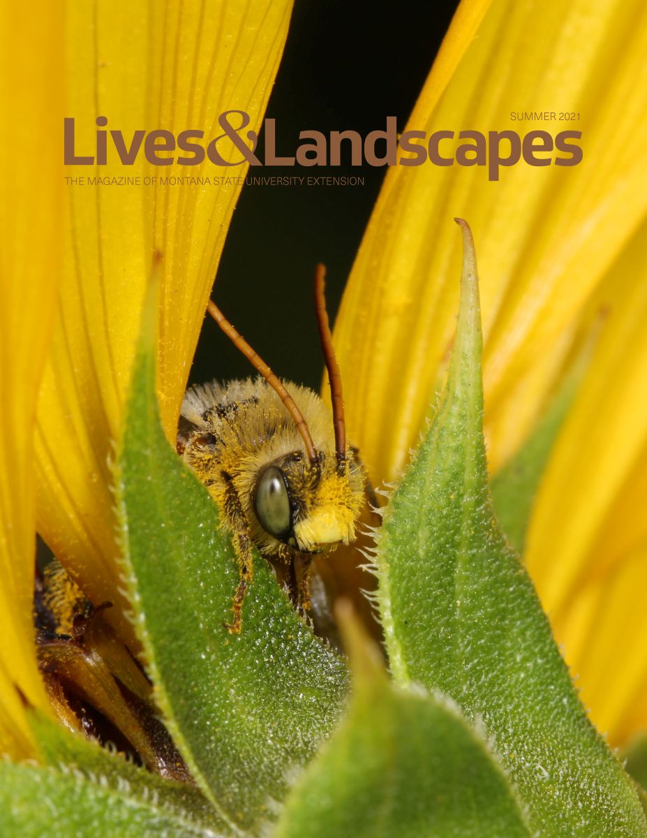 The magazine cover displays a bee covered in pollen emerging from between the yelllow petals and green bracts of a sunflower.