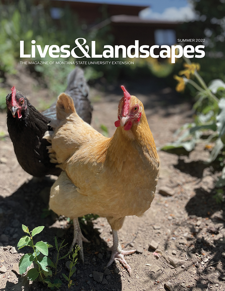 This cover features a close-up of two chickens looking at the camera, one is a brown-ish gold color and the other is black. Vegetation and a house are out of focus in the background