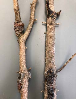 Conifer limbs show bumpy and discolored tumor-like growths, called cankers, in various places