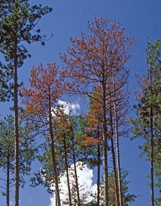 The tops of several conifers are visible in the photo. Most of them are completely or partially brown.
