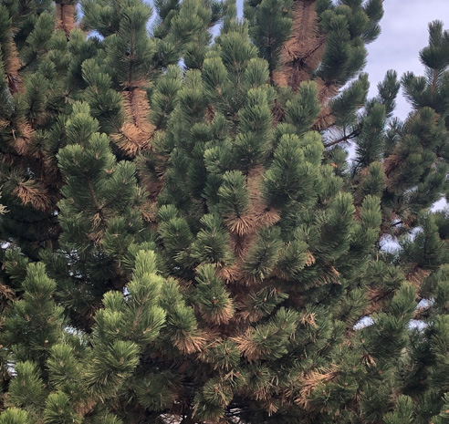 Brown needles are interspersed with green needles in a close-up of a conifer tree