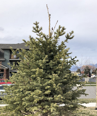 The top-most branches of a tree are bare of needles.