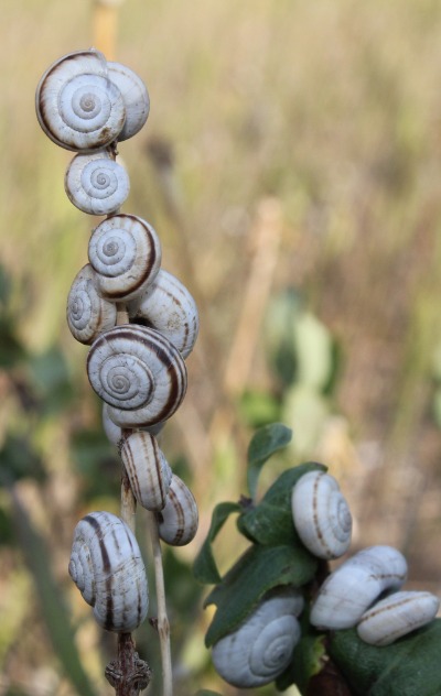 Several white snails with dark brown lines cling to the stalks of plants in a cluster