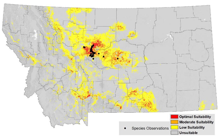 A map of Montana and its counties shows the specific areas of species obversation in Central Montana. These dots are surrounded by clusters of different colors indicating what areas have optimal, moderate, low, or no suitable habitat. The largest area of optimal habitat is in Central Montana, with smaller areas in southern and southwestern Montana