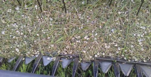 Hundreds of snails are visible in the header of a combine harvester, mixed in with the hay harvest