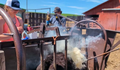 Two people stand by while a cow is being branded