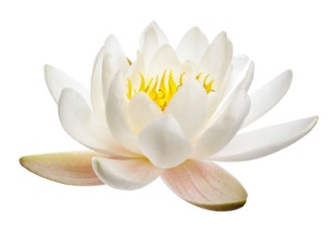 A white lotus flower, which is often a symbol of purity and enlightenment in mindfulness practices