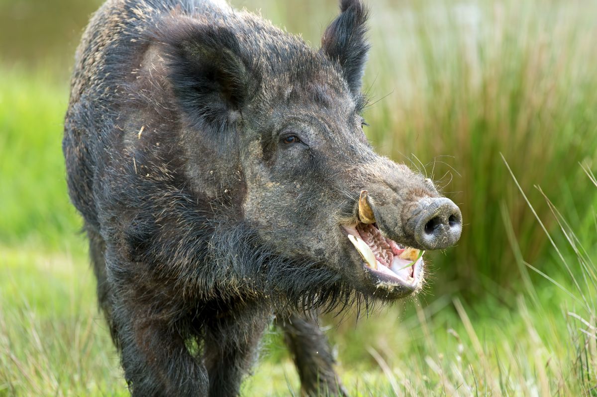 A large wild pig with grey fur and black has a long snout with yellow tusks.