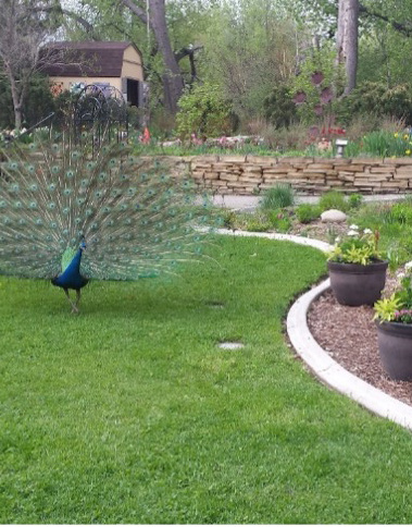 A male peacock with its feathers fanned out stands on green grass in a garden.
