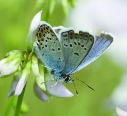 a northern blue butterfly on top of a flower