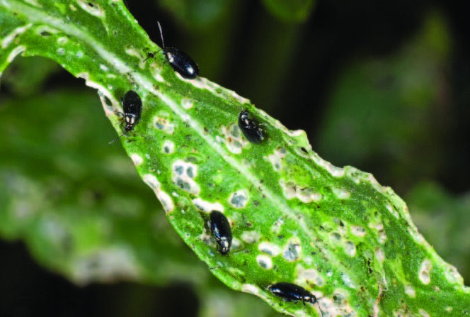 a green leaf eaten awy by flea beetles