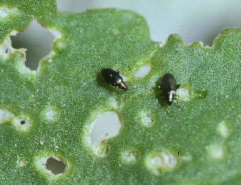 up close of flea beetle eating a leaf