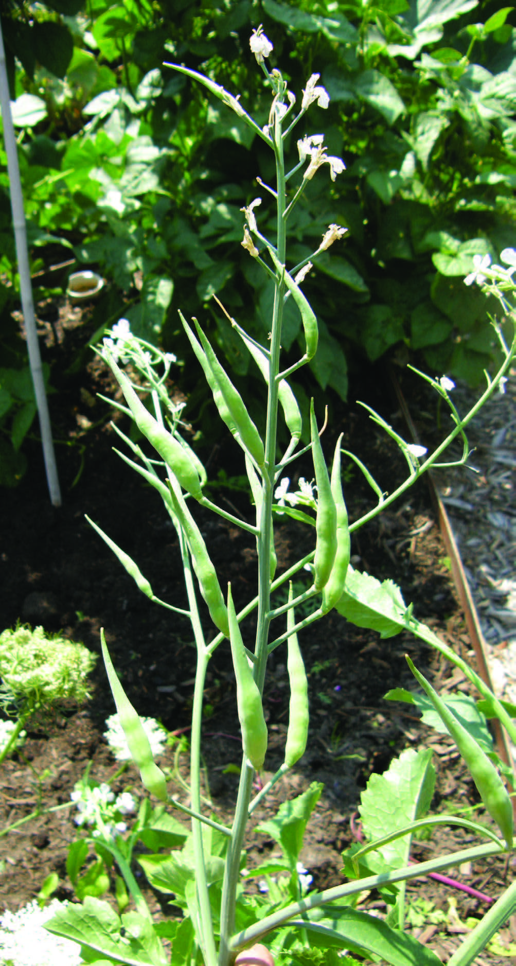 a pea plant that is flowering and growing bean pods