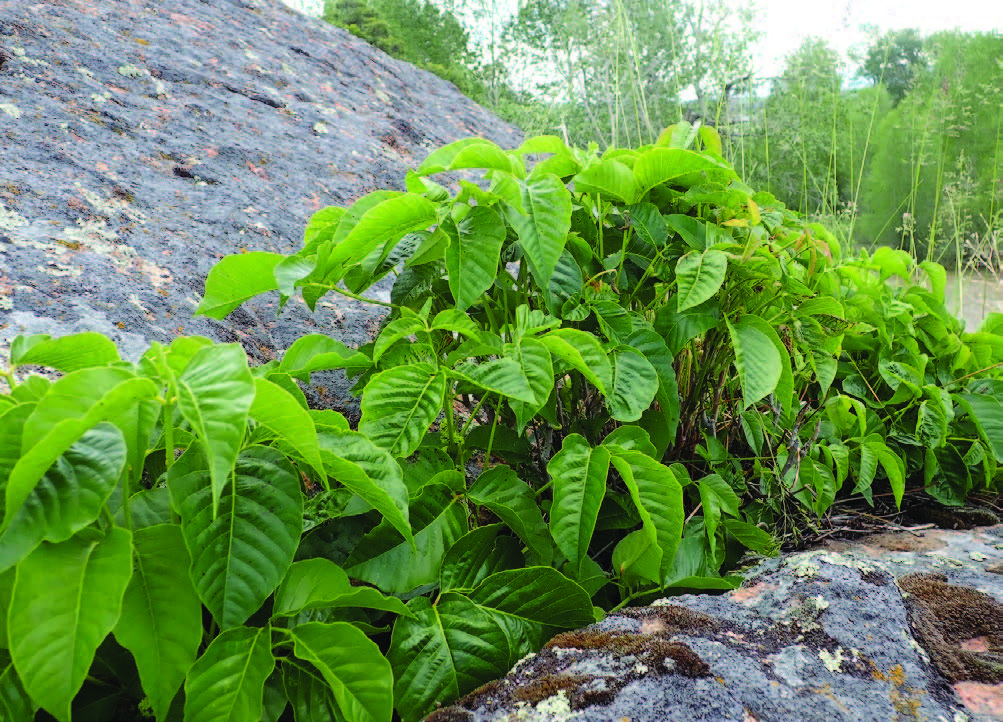 a vibrant green poison ivy plant
