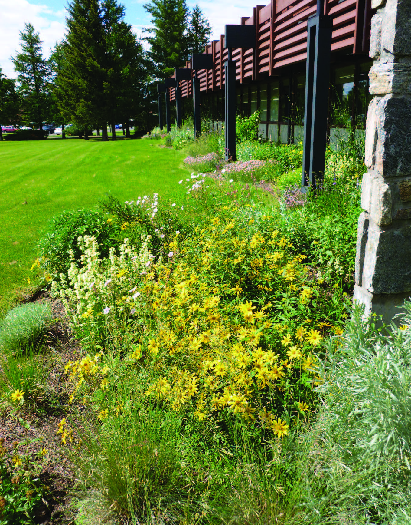 a garden full of pollinator friendly wildflowers