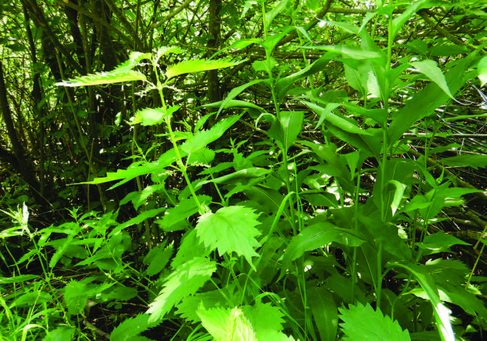 vibrant green stinging neetle plant