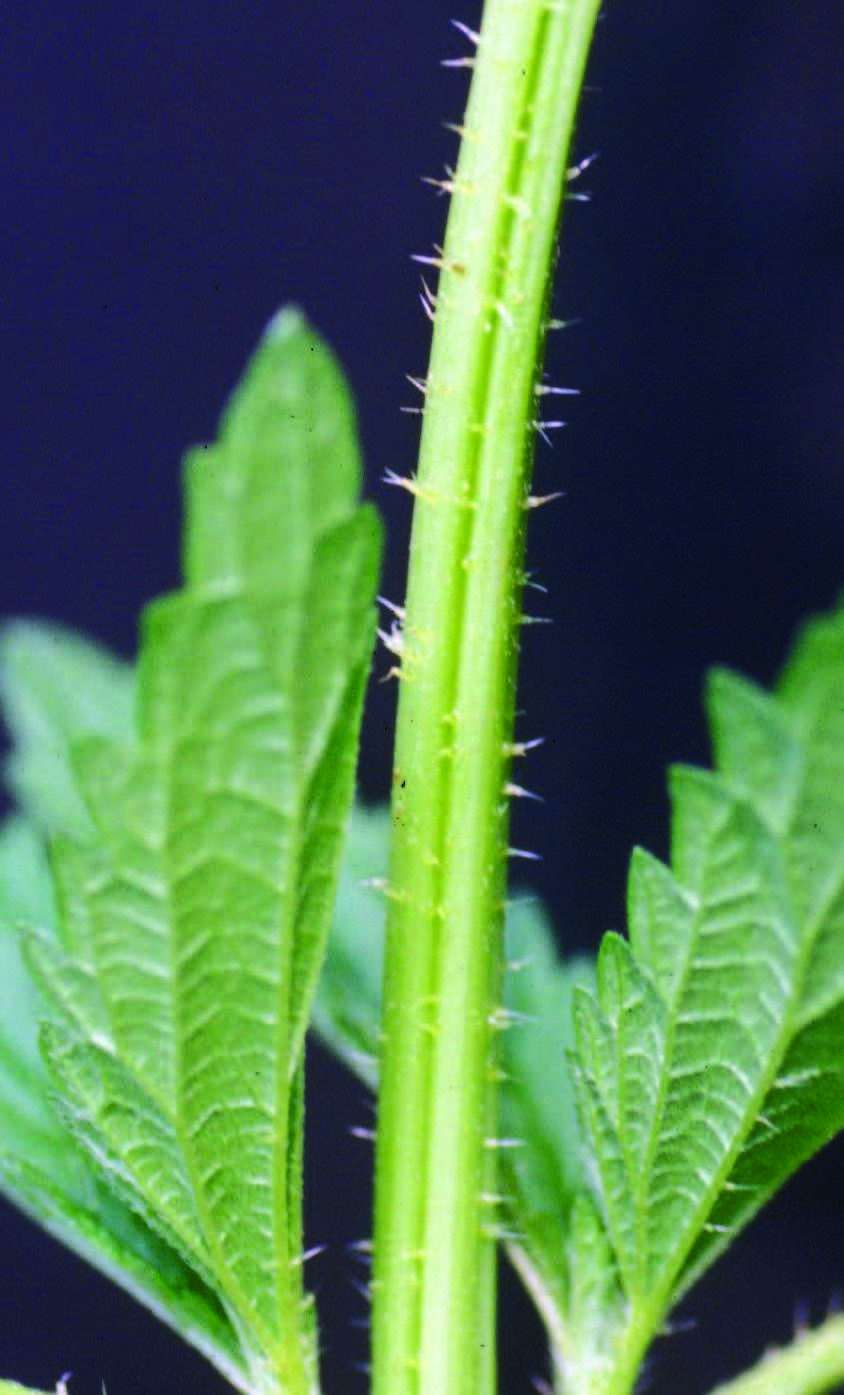 a stigning nettle stem with the stinging hairs
