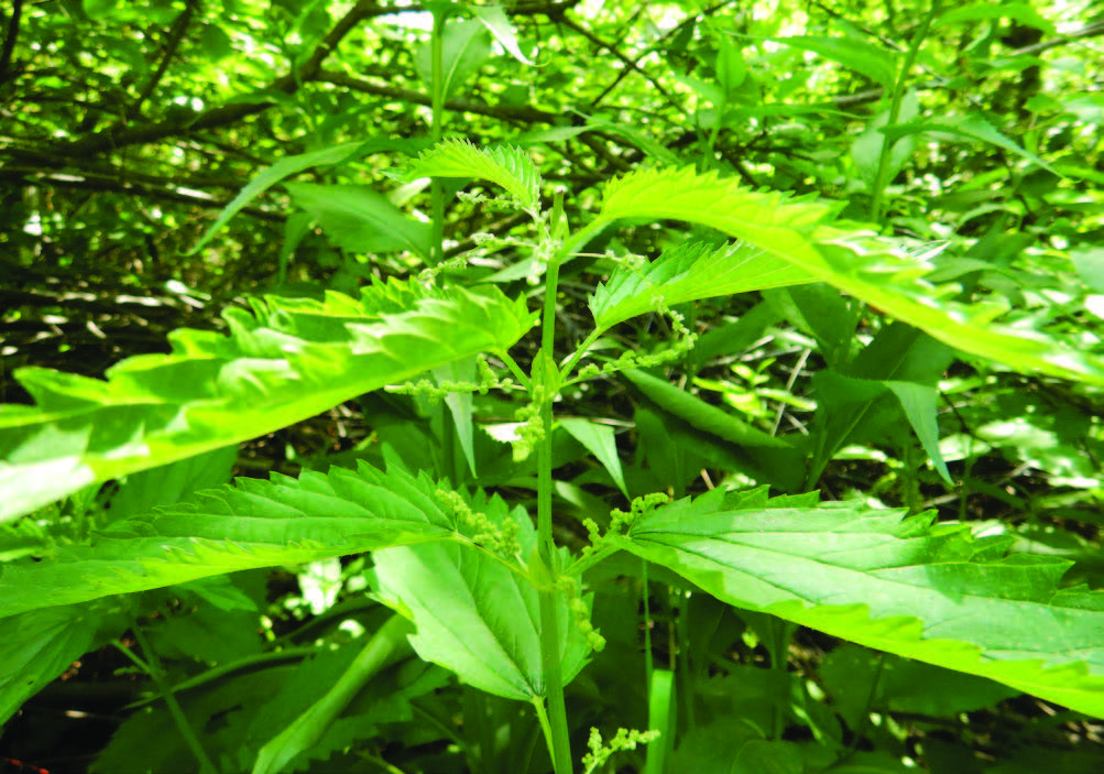 up close of green stinging nettle leaves