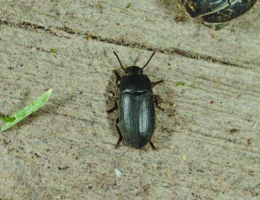 magnified image of a black flea beetle sitting on a piece of wood