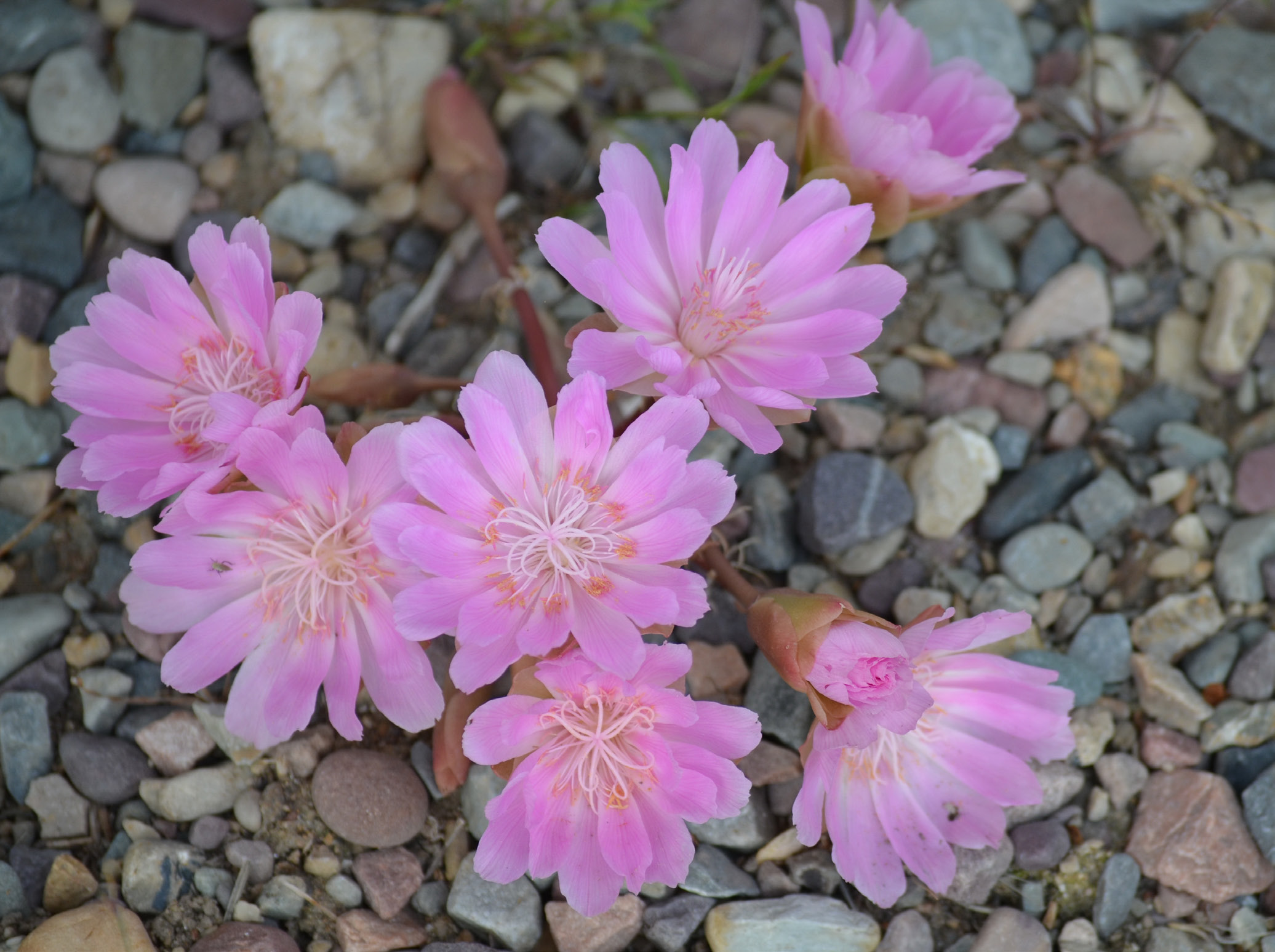 purple bitterroot flowers