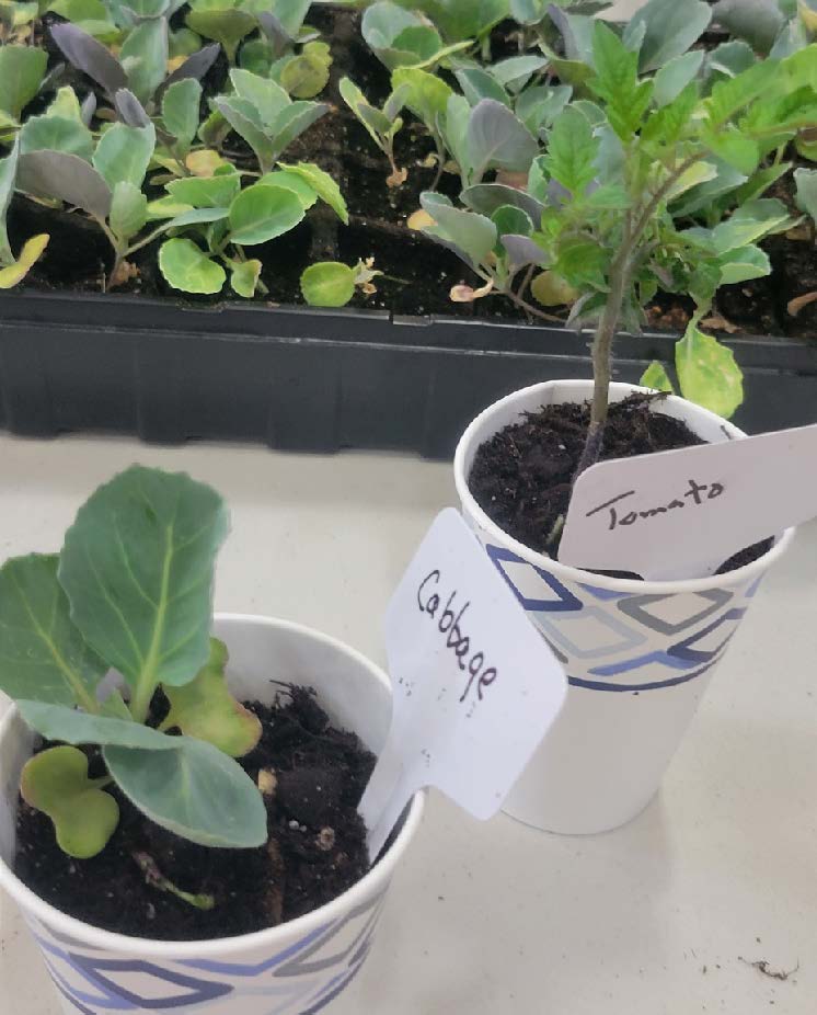 different vegetable plants planted in paper cups