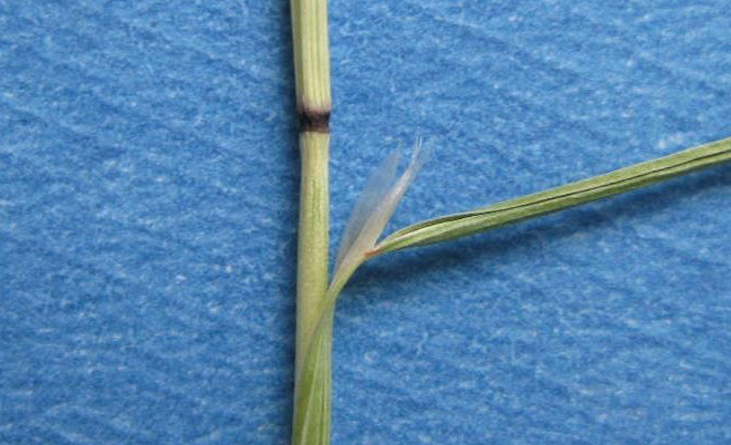 Node of ventenata