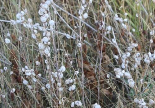 Snails are clustered, or massed, on plant stalks and long grass