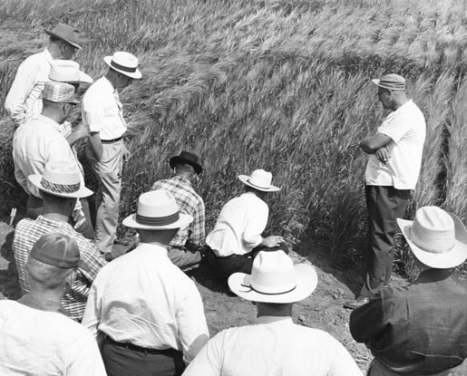 A black-and-white photo shows 12 men looking intently at crop growing in a field. Two men are squatted down close to the crop. The other men are standing in a horseshoe shape around them. All men are wearing hats - cowboy hats, straw hats, and a few ball caps. This was during a field demonstration at MSU's Huntley Branch Experimental Station.