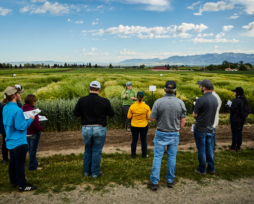 A contemporary, colored photo shows people standing in a vibrant green field of winter barley listening to someone speak in part of MSU's College of Agriculture Field Day at the Post Farm. They are huddled around in a horseshoe shape. Many are wearing ball caps.