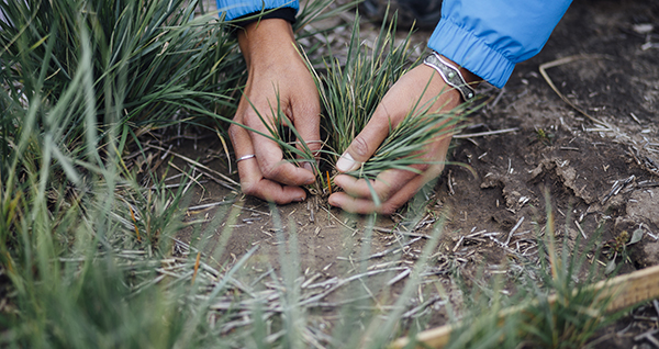 Land Resources and Environmental Sciences