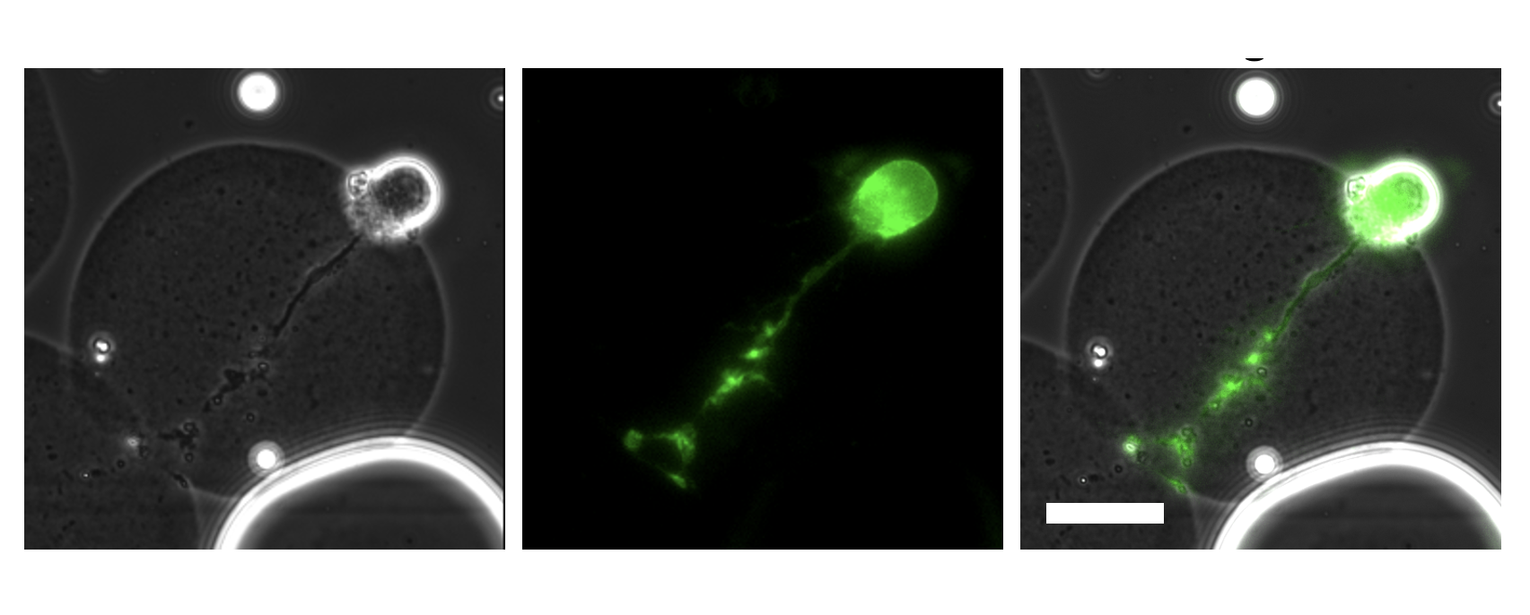 microscopic cells