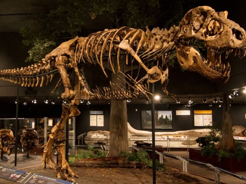 Museum of the Rockies dinosaur
